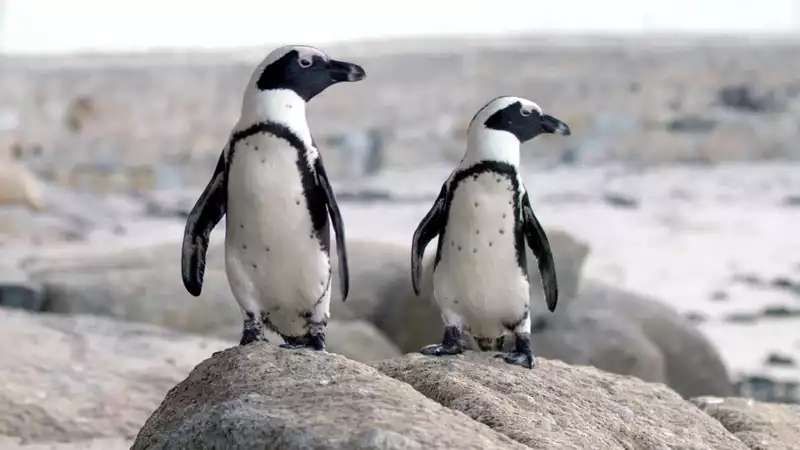 Penguin Town is the best new Netflix show you need to watch now