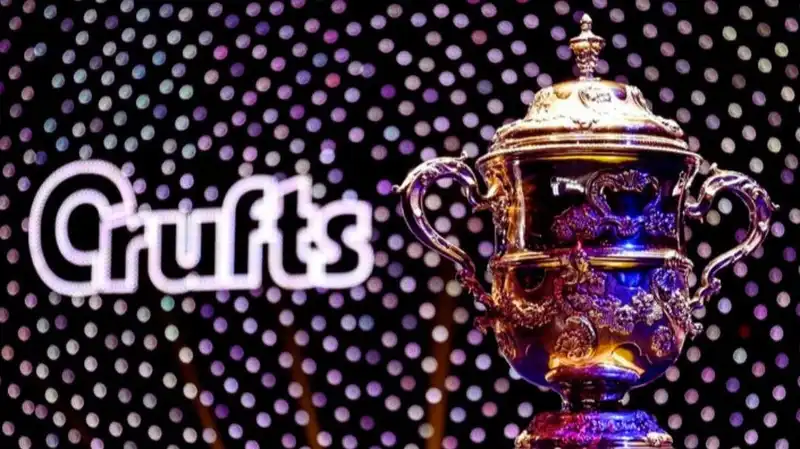 How to watch Crufts 2024: Live Stream Best in Show Free Online